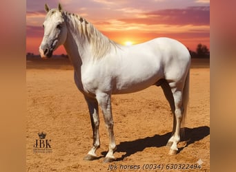 PRE Mix, Stallion, 10 years, 15,2 hh, Grey