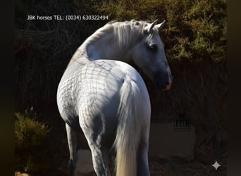 PRE Mix, Stallion, 10 years, 15,2 hh, Grey