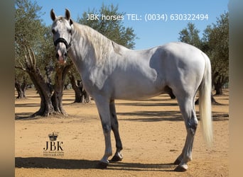 PRE Mix, Stallion, 10 years, 15,2 hh, Grey