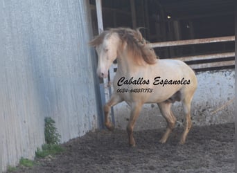 PRE, Stallion, 10 years, 15,2 hh, Perlino
