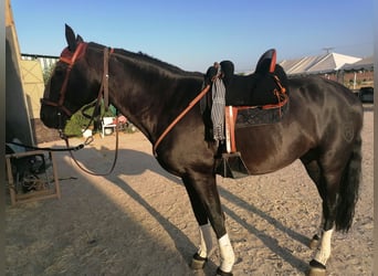 PRE Mix, Stallion, 10 years, 16,1 hh, Black