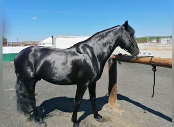 PRE Mix, Stallion, 10 years, 16,1 hh, Black