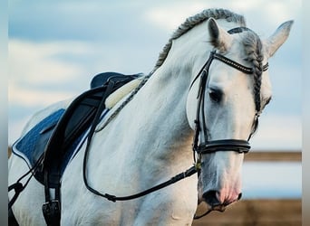 PRE, Stallion, 10 years, 16,1 hh, Gray