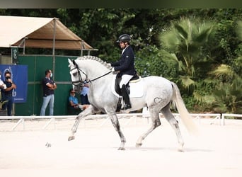 PRE, Stallion, 10 years, 16.1 hh, Grey