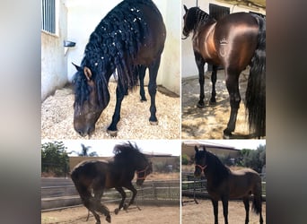 PRE, Stallion, 10 years, 16.2 hh, Bay-Dark