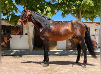 PRE, Stallion, 10 years, 16.2 hh, Brown