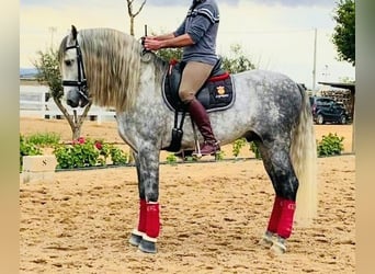 PRE Mix, Stallion, 10 years, 16.2 hh, Grey