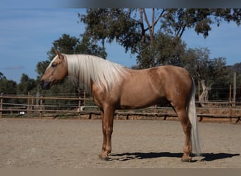 PRE, Stallion, 10 years, 16.2 hh, Palomino