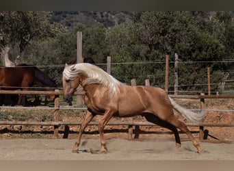 PRE, Stallion, 10 years, 16.2 hh, Palomino