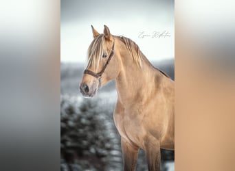 PRE, Stallion, 10 years, 16,2 hh, Pearl