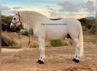 PRE Mix, Stallion, 10 years, 16.3 hh, White