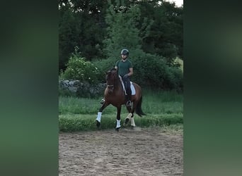PRE, Stallion, 10 years, 16 hh, Bay