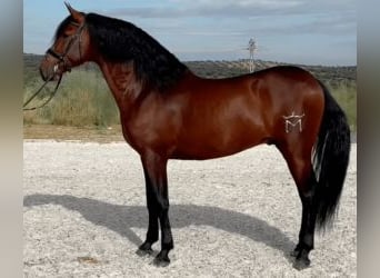 PRE Mix, Stallion, 10 years, 16 hh, Bay