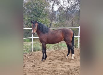 PRE, Stallion, 10 years, 16 hh, Bay