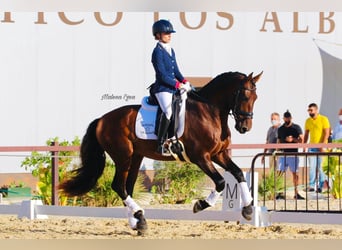 PRE Mix, Stallion, 10 years, 16 hh, Brown