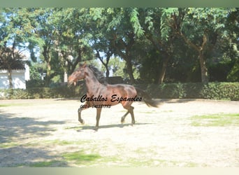 PRE Mix, Stallion, 10 years, 16 hh, Brown