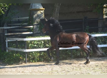 PRE Mix, Stallion, 10 years, 16 hh, Brown