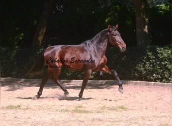 PRE Mix, Stallion, 10 years, 16 hh, Brown