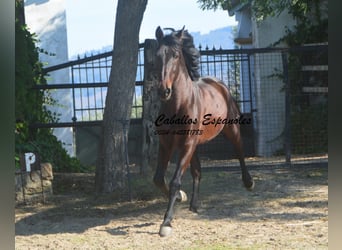 PRE Mix, Stallion, 10 years, 16 hh, Brown