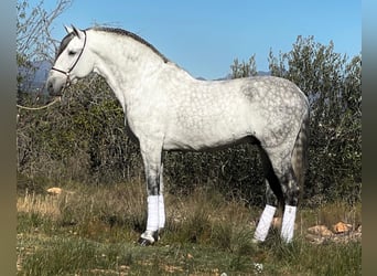 PRE Mix, Stallion, 10 years, 16 hh, Gray-Dapple