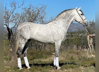 PRE Mix, Stallion, 10 years, 16 hh, Gray-Dapple