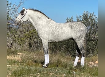 PRE Mix, Stallion, 10 years, 16 hh, Gray-Dapple