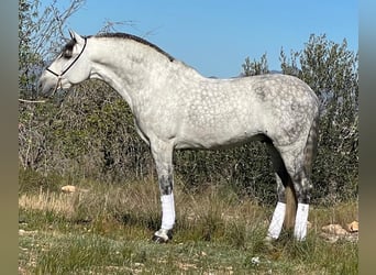 PRE Mix, Stallion, 10 years, 16 hh, Gray-Dapple