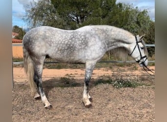 PRE Mix, Stallion, 10 years, 16 hh, Gray-Dapple