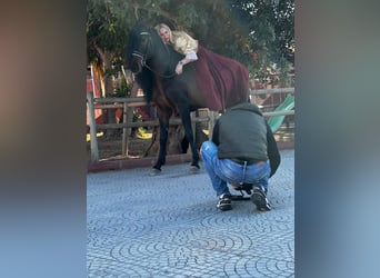 PRE Mix, Stallion, 10 years, 16 hh, Smoky-Black