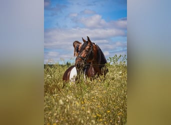 PRE, Stallion, 10 years, 16,1 hh, Brown