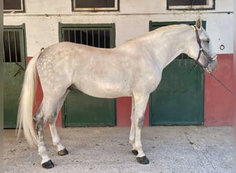 PRE, Stallion, 10 years, 16,2 hh, Grey