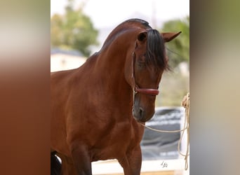 PRE, Stallion, 10 years, 17,1 hh, Brown