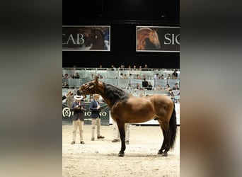 PRE, Stallion, 10 years, 17,1 hh, Brown