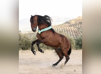 PRE, Stallion, 10 years, 17,1 hh, Brown