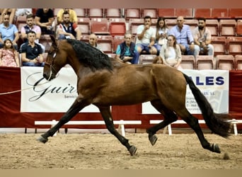 PRE, Stallion, 10 years, 17,1 hh, Brown