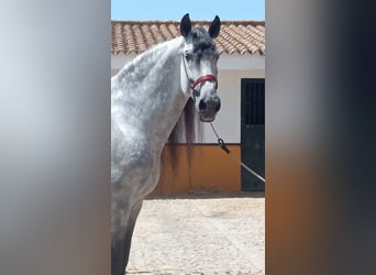 PRE, Stallion, 10 years, 17,1 hh, Gray-Dapple