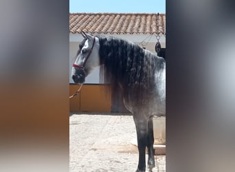 PRE, Stallion, 10 years, 17,1 hh, Gray-Dapple