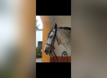 PRE, Stallion, 10 years, 17,1 hh, Gray-Dapple