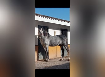 PRE, Stallion, 10 years, 17,1 hh, Gray-Dapple