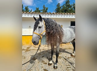 PRE, Stallion, 10 years, 17,1 hh, Gray-Dapple