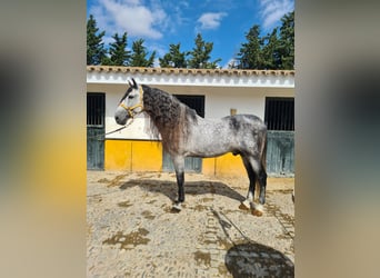 PRE, Stallion, 10 years, 17,1 hh, Gray-Dapple