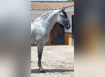 PRE, Stallion, 10 years, 17,1 hh, Gray-Dapple