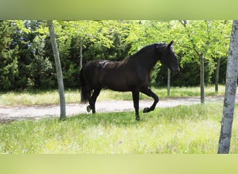 PRE, Stallion, 10 years, 17,2 hh, Black