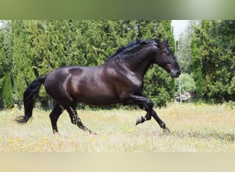 PRE, Stallion, 10 years, 17,2 hh, Black