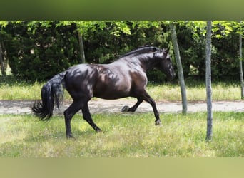 PRE, Stallion, 10 years, 17,2 hh, Black