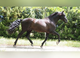 PRE, Stallion, 10 years, 17,2 hh, Black