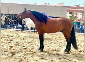 PRE Mix, Stallion, 10 years, 17 hh, Bay