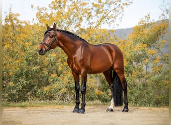 PRE Mix, Stallion, 10 years, 17 hh, Bay