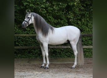 PRE Mix, Stallion, 10 years, 17 hh, Gray