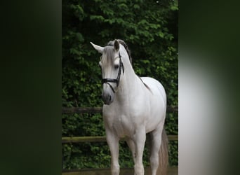 PRE Mix, Stallion, 10 years, 17 hh, Gray